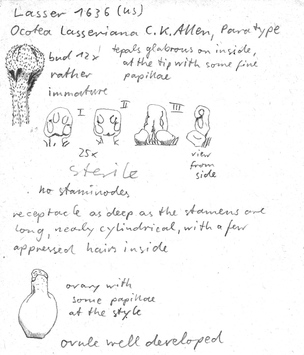 Vorschaubild Ocotea lasseriana C.K. Allen